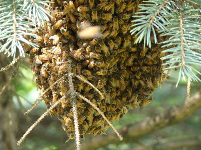 A Swarm of Honey Bees