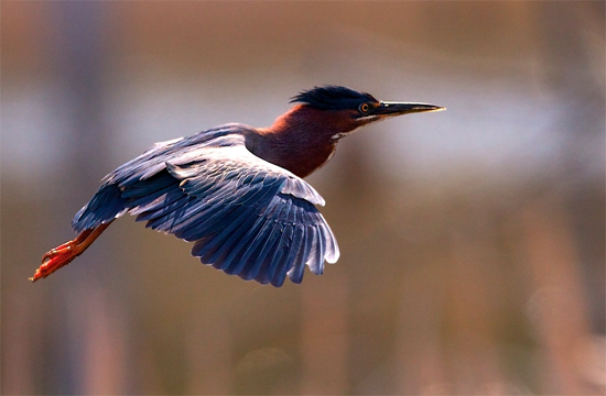 Mysterious Birds Visiting the Small Pond