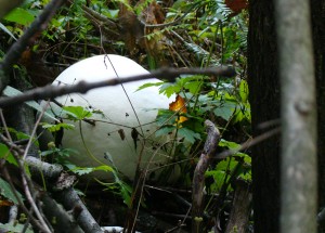 Eating the Giant Puffball