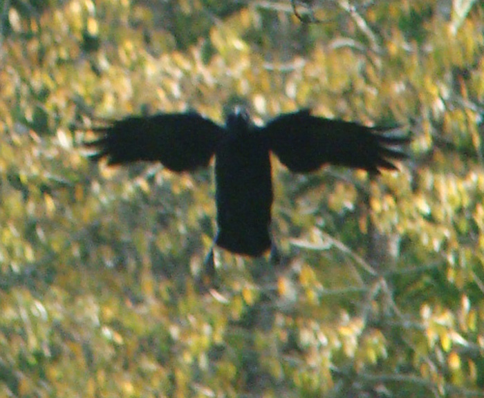 Crows in Flight