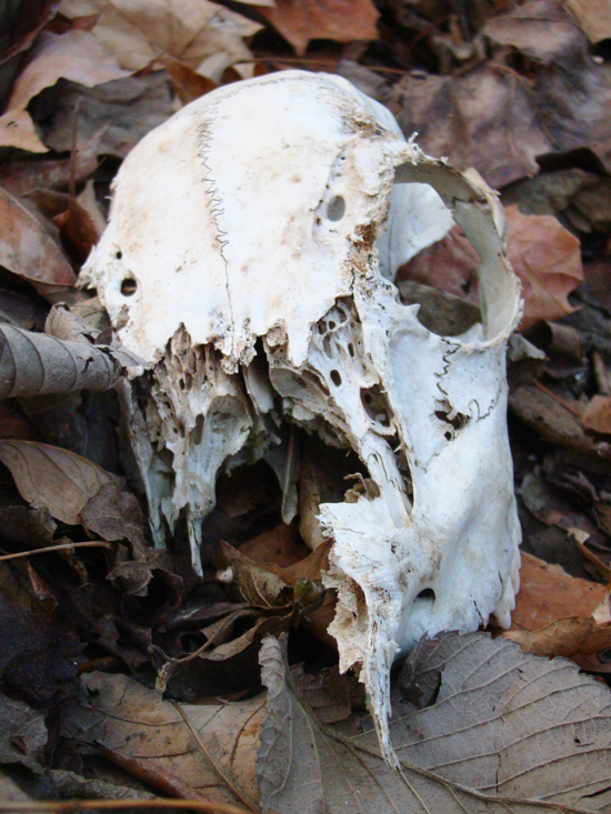Bones in the Woods