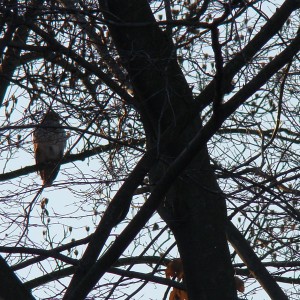 A Good View of an Immature Hawk