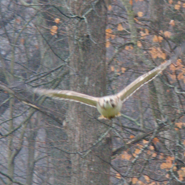 Redtail Hawk on a Gray November Morning