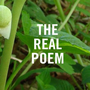 Mary Oliver, and The Real Poem