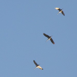 An Afternoon of Sketching with Sandhill Cranes Flying Over