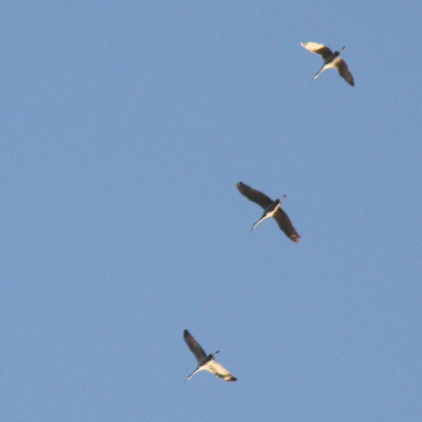 An Afternoon of Sketching with Sandhill Cranes Flying Over