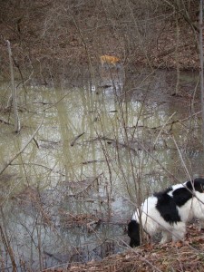 Five Puddles