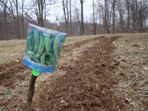Planting Peas, and Spring Peepers