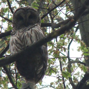 Barred Owl on the Edge of the Ravine