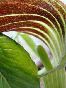 Jack-in-the-Pulpit