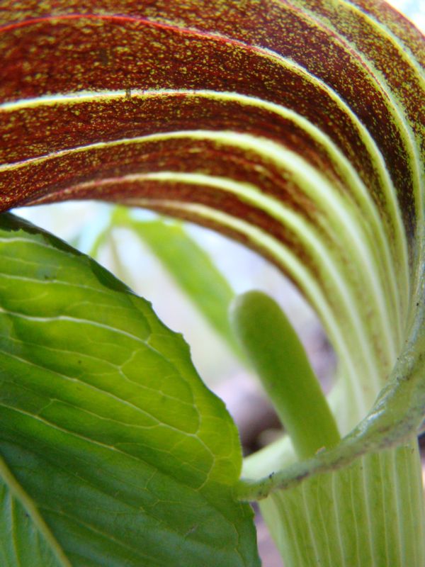 Jack-in-the-Pulpit