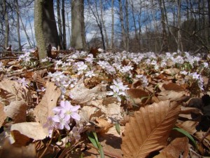 Spring Beauties, or “Pay Attention”