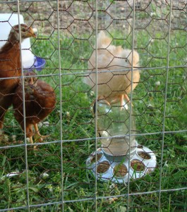 Chickens, Outside