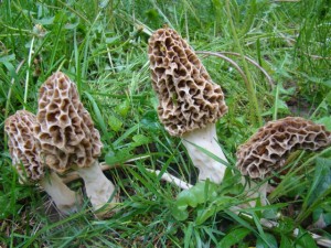 The Secret to Finding Morel Mushrooms