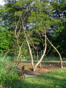 Pole Bean Structures from Cedar Branches