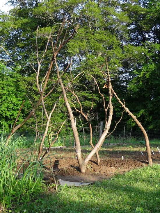 Pole Bean Structures from Cedar Branches