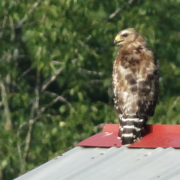 Broad-winged Hawk on the Barn