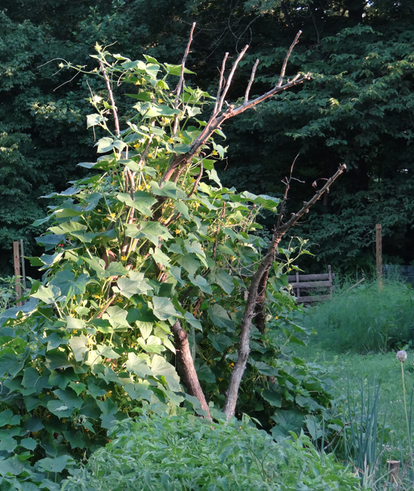 Bountiful Times in the Garden