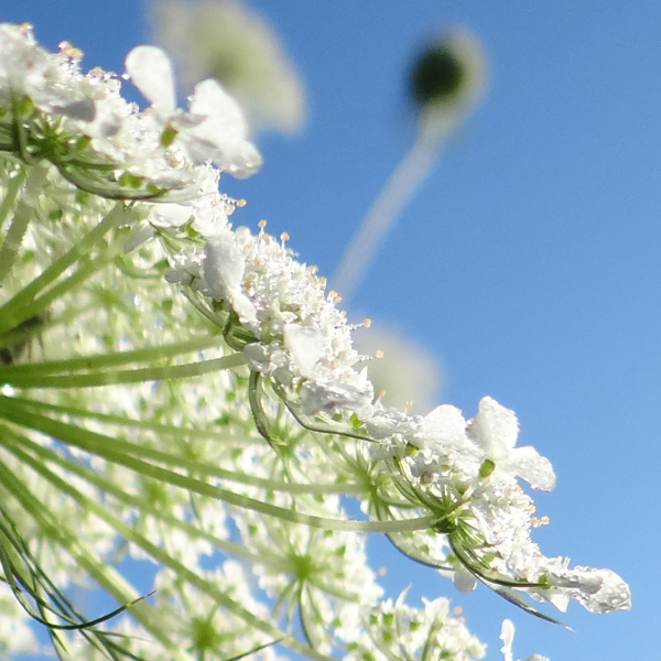 queen-annes-lace-detail