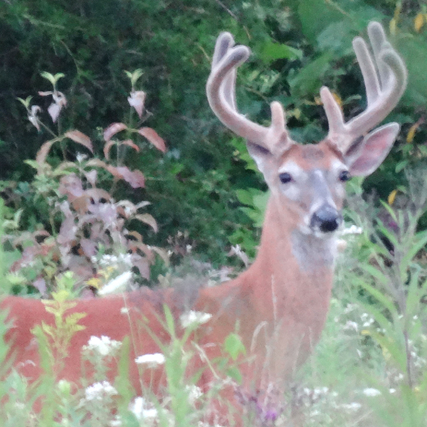 10-point Buck Grazing in Back Pasture