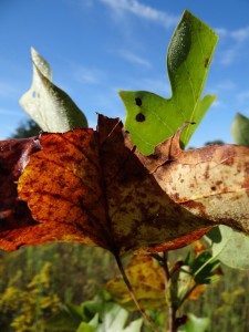 First Day of Fall