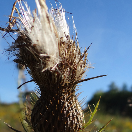 thistle-fall-1