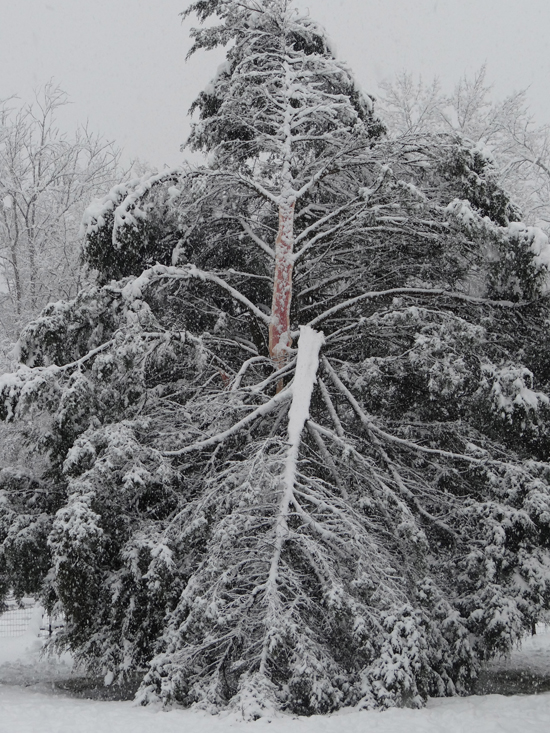 cedar-tree-cracked-1