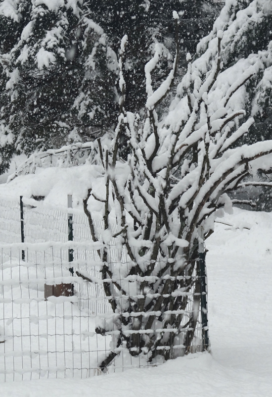 garden-in-winter