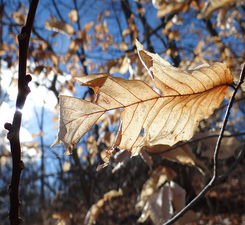 beech-leaf-january-2015