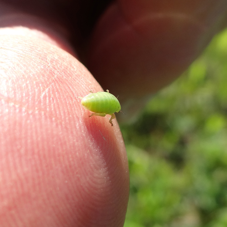 froghopper-nymph